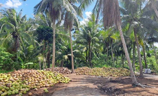 Triển khai các giải pháp nâng cao giá trị cây dừa