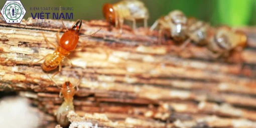 Vietnam Pest Control - Hướng dẫn lập dự toán chống mối công trình chi tiết