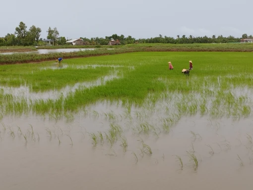 An Nhơn phấn đấu về đích xã nông thôn mới kiểu mẫu