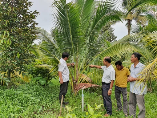Nông dân Hòa Nghĩa chuyển đổi trồng dừa xiêm xanh