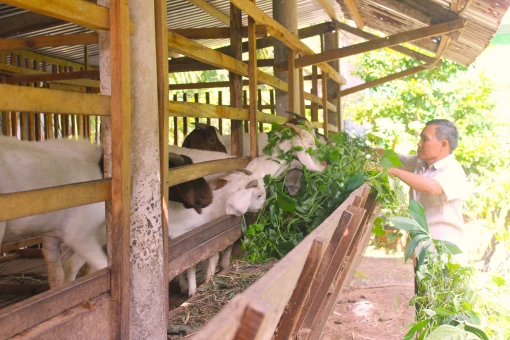 Nông dân bền chí trong phát triển kinh tế gia đình