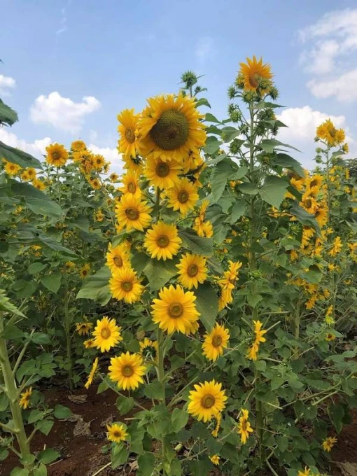 Nơi mua hạt giống hoa uy tín ở đâu và hướng dẫn cách chọn hạt giống hoa