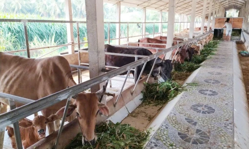 Tín dụng chính sách xã hội góp phần giảm nghèo bền vững tại huyện Bình Đại