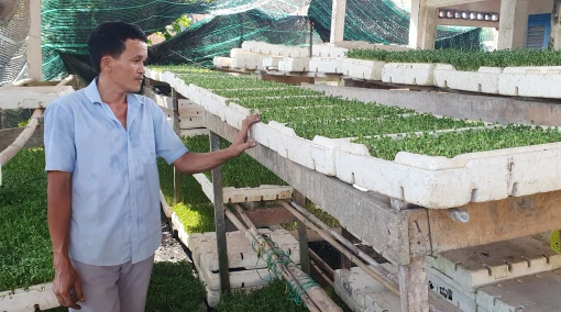 Mô hình trồng rau mầm sạch ở An Bình Tây