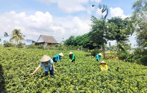 Chợ Lách duy trì các chương trình tín dụng và nhân rộng mô hình thoát nghèo Chợ Lách duy trì các chương trình tín dụng và nhân rộng mô hình thoát nghèo