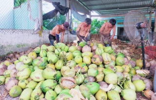 Tập trung phát triển bền vững ngành dừa