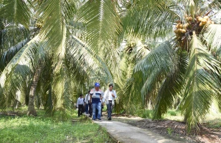 Bến Tre phát triển vùng trồng dừa đủ điều kiện xuất khẩu