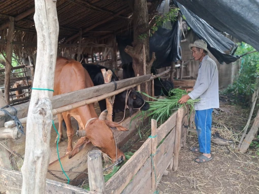 Thoát nghèo từ đồng vốn hỗ trợ chăn nuôi Thoát nghèo từ đồng vốn hỗ trợ chăn nuôi