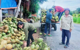 Giồng Trôm phát triển nông nghiệp toàn diện, thích ứng biến đổi khí hậu