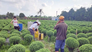 Tìm giải pháp “cứu” cúc mâm xôi ra hoa kịp Tết