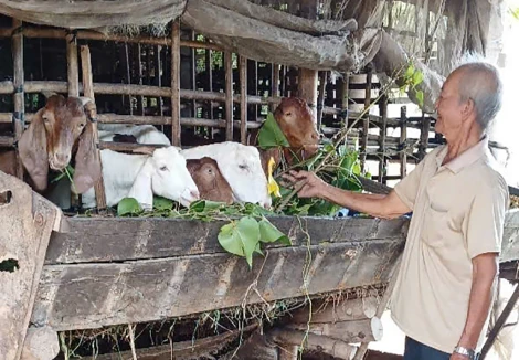 Hội Nông dân huyện Ba Tri: Nhiều mô hình sinh kế thoát nghèo hiệu quả