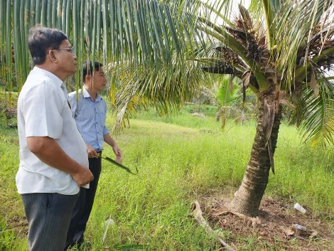 Tân Phong - điểm sáng trong phòng trừ sâu đầu đen hại dừa