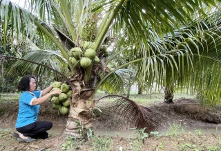 Hội Liên hiệp Phụ nữ huyện Bình Đại: Đa dạng mô hình sinh kế giảm nghèo