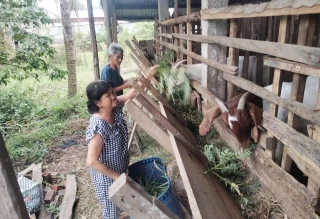 Châu Thành thực hiện các dự án đa dạng sinh kế, giảm nghèo đúng tiến độ