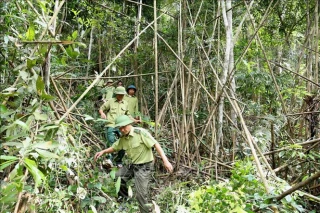 Sửa quy định về kiểm lâm và lực lượng chuyên trách bảo vệ rừng