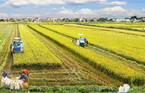 Đề xuất kéo dài miễn thuế sử dụng đất nông nghiệp đến hết ngày 31-12-2030