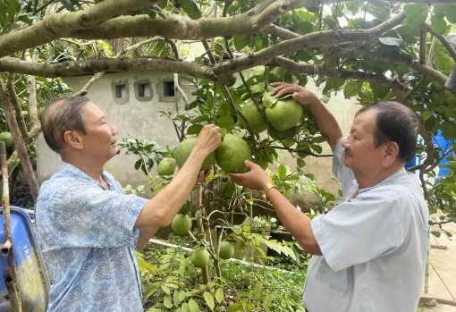 Phong phú nông sản phục vụ thị trường Tết