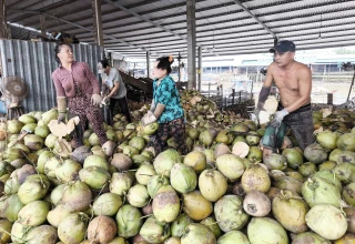 Nhà vườn phấn khởi vì giá dừa tăng ổn định