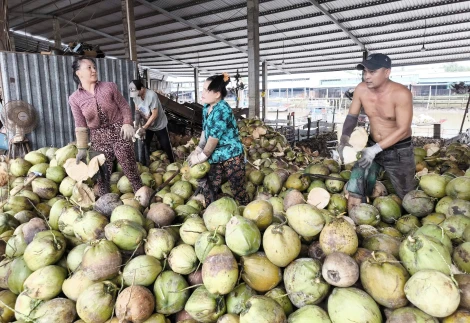 Nhà vườn phấn khởi vì giá dừa tăng ổn định