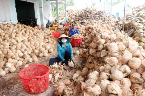 Thúc đẩy các hợp tác xã tham gia chuỗi giá trị dừa