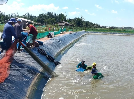 Giải pháp nuôi thủy sản ứng phó xâm nhập mặn