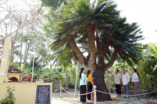 Cây thiên tuế trăm tuổi ở đình Phú Nhuận