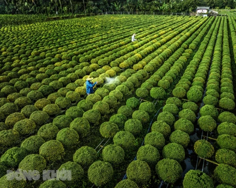 Phóng sự: Nhịp sống trên tuyến đường hoa Guinness ở Chợ Lách