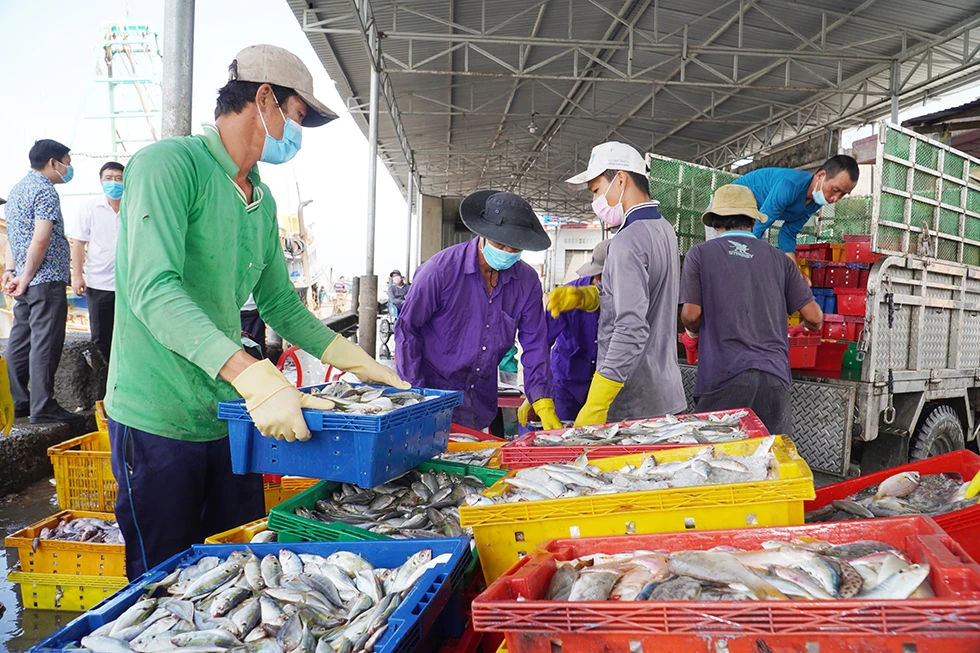 Sản lượng khái thác thủy sản hàng năm huyện Ba Tri đạt trên 100 ngàn tấn. Ảnh: Phan Hân