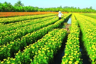 Hoa thơm ngời sắc