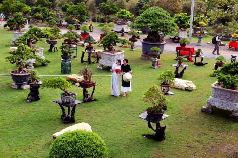 Hội thi Bonsai - Mai vàng năm 2025