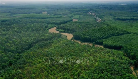 Phê duyệt Đề án Thành lập và phát triển thị trường carbon tại Việt Nam