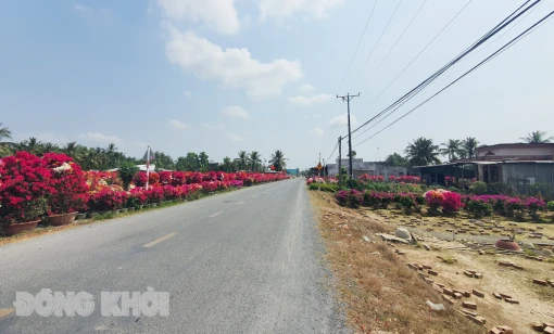 Hoa kiểng Tết Chợ Lách tiêu thụ khoảng 85%