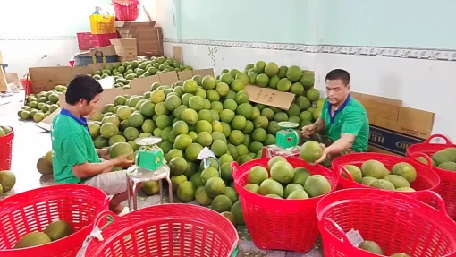 Sau Tết, giá bưởi da xanh giảm xuống quá thấp, nhà vườn lo lắng