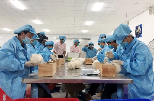 Hài hòa lợi ích trong chuỗi liên kết dừa Hài hòa lợi ích trong chuỗi liên kết dừa