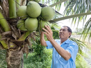 Chủ động các biện pháp phòng trừ sâu đầu đen hại dừa