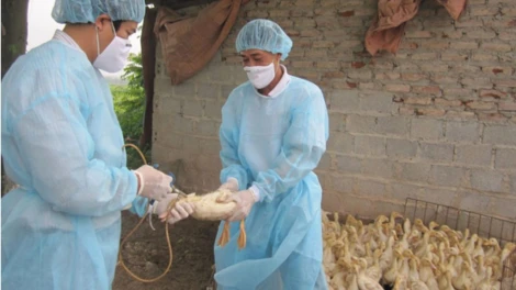 Dịch cúm gia cầm A/H5N1 có nguy cơ lan rộng