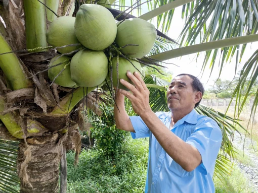 Chủ động các biện pháp phòng trừ sâu đầu đen hại dừa