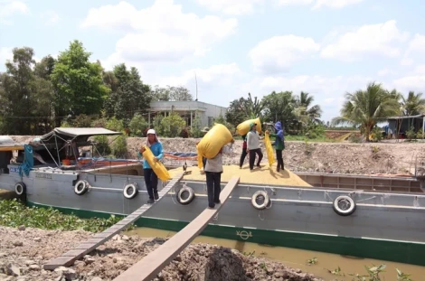 Giá gạo tăng liên tục