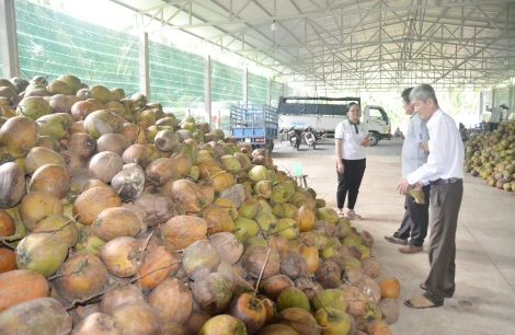 Cung cấp nguyên liệu sạch cho doanh nghiệp chế biến dừa