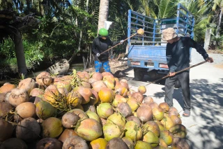 Giá dừa khô nguyên liệu tăng cao kỷ lục