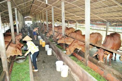 Chi bộ ấp Mỹ Quí đạt chuẩn 'trong sạch, vững mạnh toàn diện'