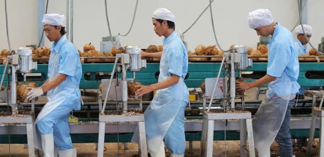 Khát vọng đưa ngành dừa phát triển bền vững