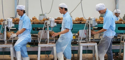 Khát vọng đưa ngành dừa phát triển bền vững