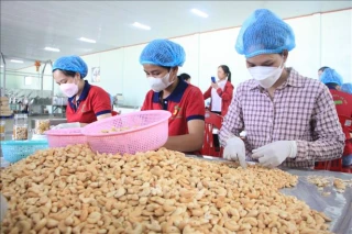 Chỉ đạo của Thủ tướng, Phó thủ tướng liên quan đến thông tin báo chí phản ánh