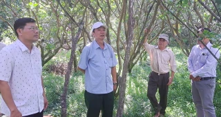 Châu Thành thực hiện hiệu quả chính sách khuyến nông