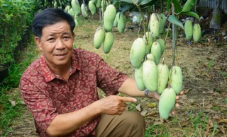 Chợ Lách có thêm giống xoài mới