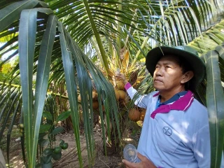Tường Đa tích cực phòng chống sâu đầu đen hại dừa