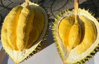 Xử lý thông tin 'Sầu riêng vẫn loay hoay giải quyết chất vàng O'