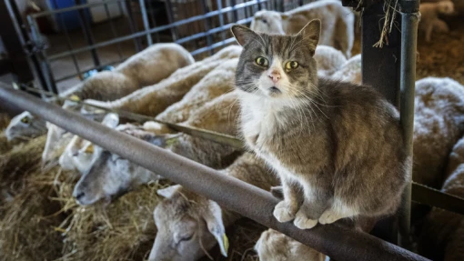 Nhà virus học Nga cảnh báo nguy cơ về đại dịch 'cúm mèo' đột biến từ H5N1