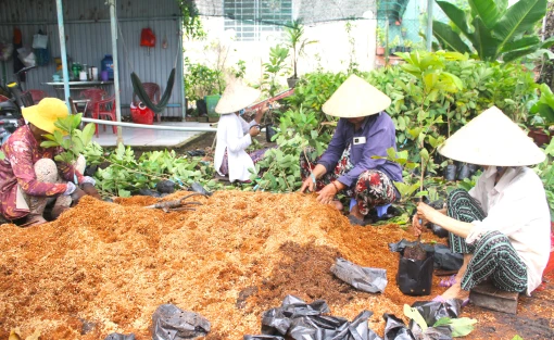 Chợ Lách tập trung phát triển sản xuất cây giống